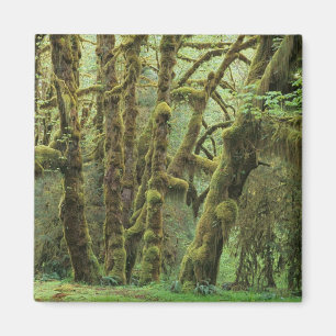 Imã WA, Olimpiadas NP, Hoh Rain Forest, Hall of