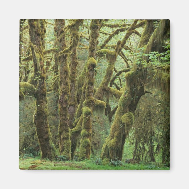 Imã WA, Olimpiadas NP, Hoh Rain Forest, Hall of (Frente)