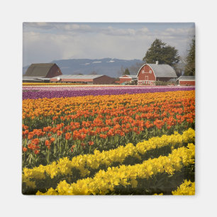 Imã WA, Vale de Skagit, Campos de tulipas em flor, em