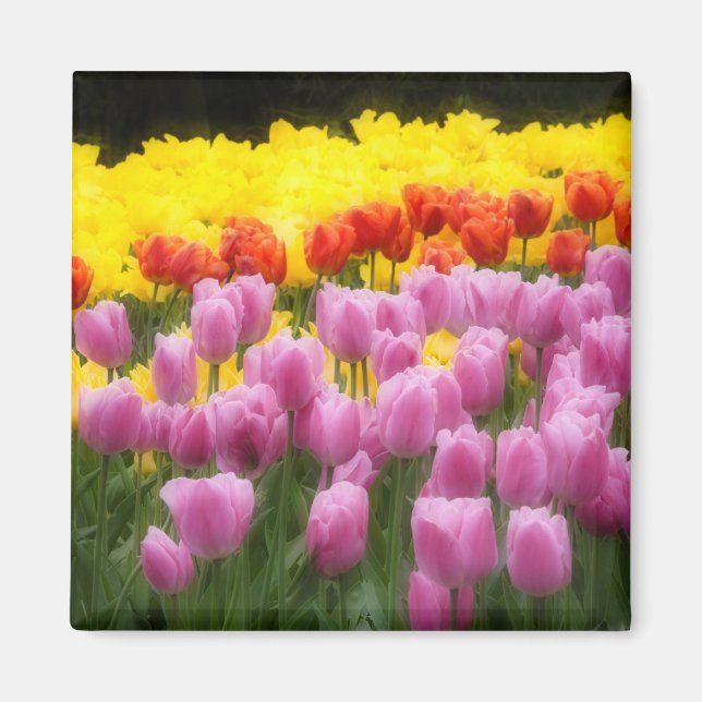 Imã WA, Vale do Skagit, Jardim de Tulipas Roozengaarde (Frente)