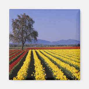 Imã WA, Vale do Skagit, Skagit Valley Tulip 2