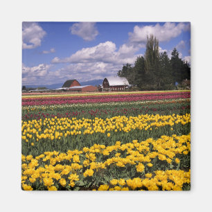Imã WA, Vale do Skagit, Tulipa do Vale do Skagit