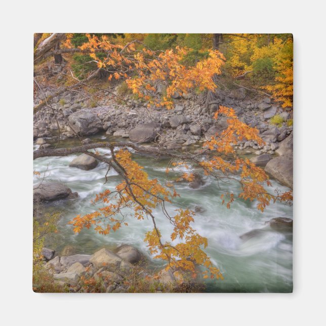Imã WA, Wenatchee National Forest, Maple tree e (Frente)