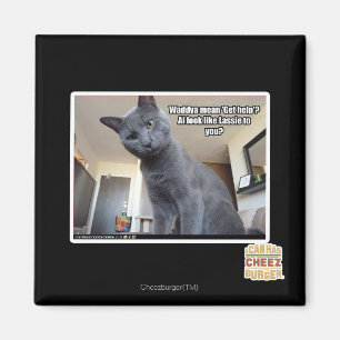 Imã Wadya quer dizer "Busca ajuda"?