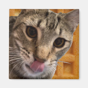 Imã Waffles cat