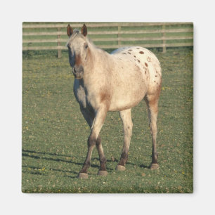 Imã Walking Appaloosa