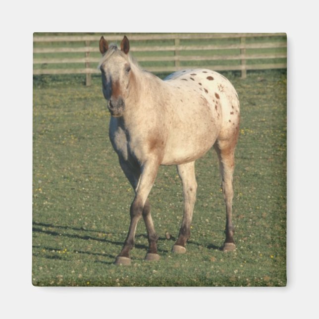 Imã Walking Appaloosa (Frente)