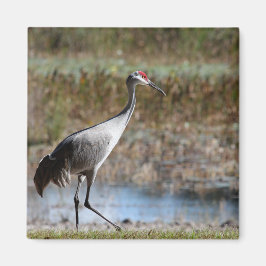 Imã Walking Tall- Sandhill Crane