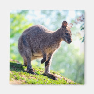 Imã Wallaby