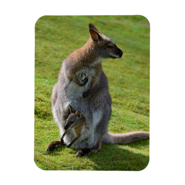 Ímã Wallaby de pescoço vermelho e sua alegria (Vertical)
