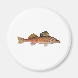 Imã Walleye