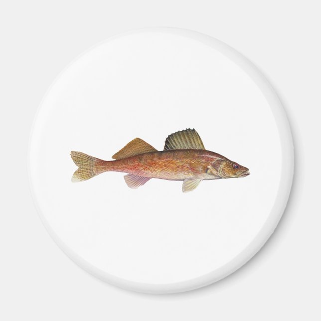 Imã Walleye (Frente)