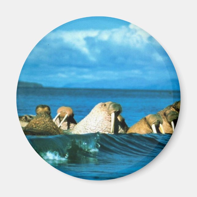 Imã Walrus (Frente)