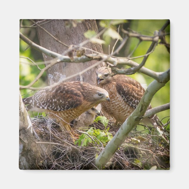 Imã Walter the Red Shoulder Hawk Magnet (Frente)