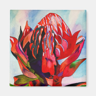 Imã Waratah, cor-de-água natural da Austrália