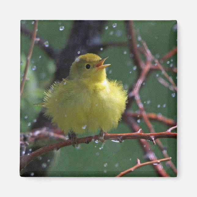 Imã Warbler (Frente)