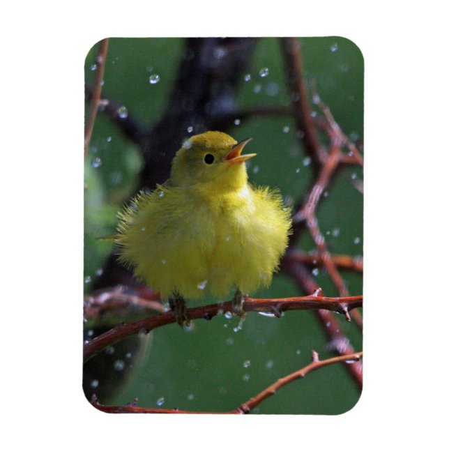 Ímã Warbler (Vertical)