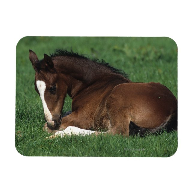 Ímã Warmblood Foding (Horizontal)