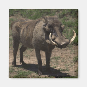 Imã Warthog impressionante