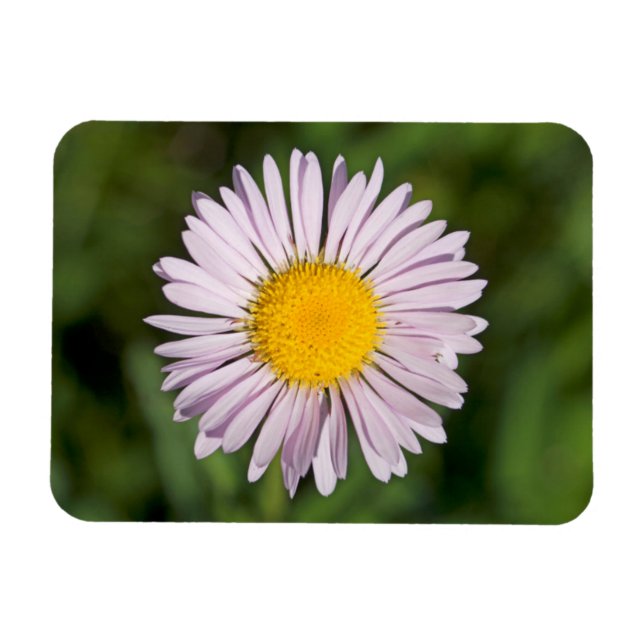 Ímã Washington, Cascade Range, Monte Baker (Horizontal)