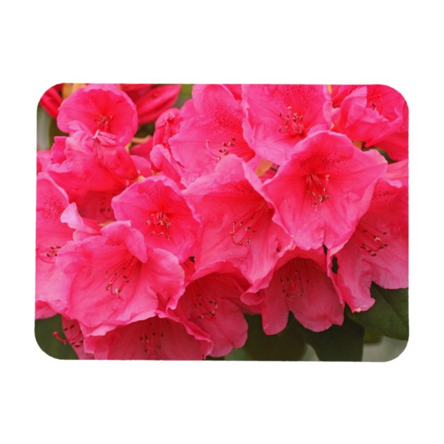 Ímã Washington, Seattle, Puget Sound, Discovery Park (Horizontal)