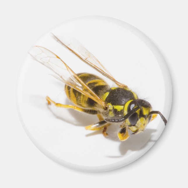 Imã Wasp (Frente)