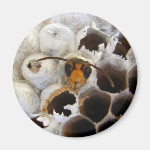 Imã Wasp Emergindo Do Magnet Do Nest