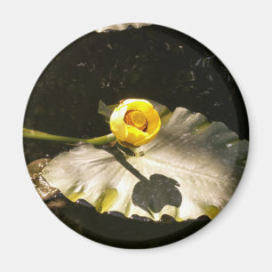 Imã WaterLilly
