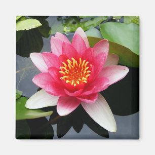 Imã Waterlily cor-de-rosa