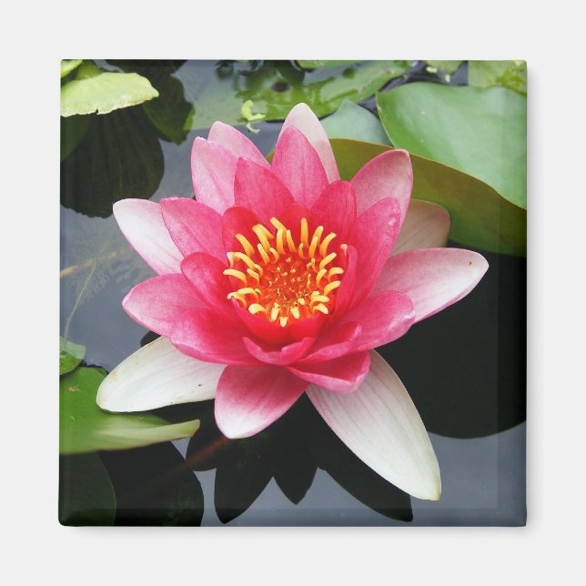 Imã Waterlily Rosa (Frente)