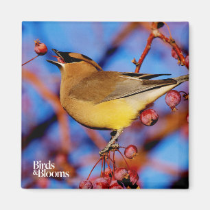 Imã Waxwing de cedro