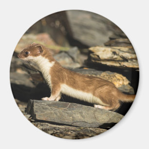 Imã Weasel de caça