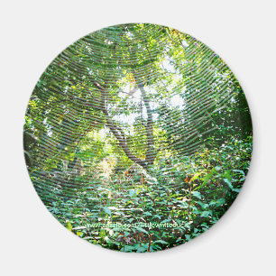 Imã Web de aranha da esfera - ímã