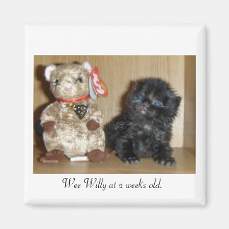 Imã WEEWILLY vs 4 polegadasBB-1, Wee Willy com 2 seman