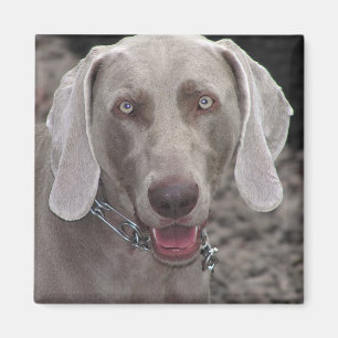 Imã Weimaraner