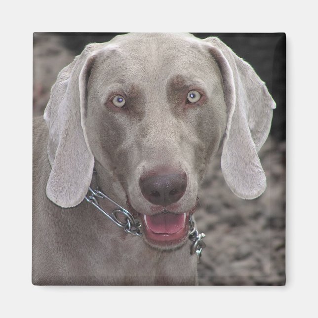 Imã Weimaraner (Frente)