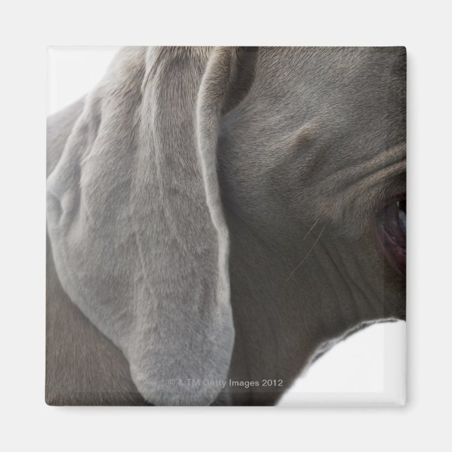 Imã Weimaraner 3 (Frente)