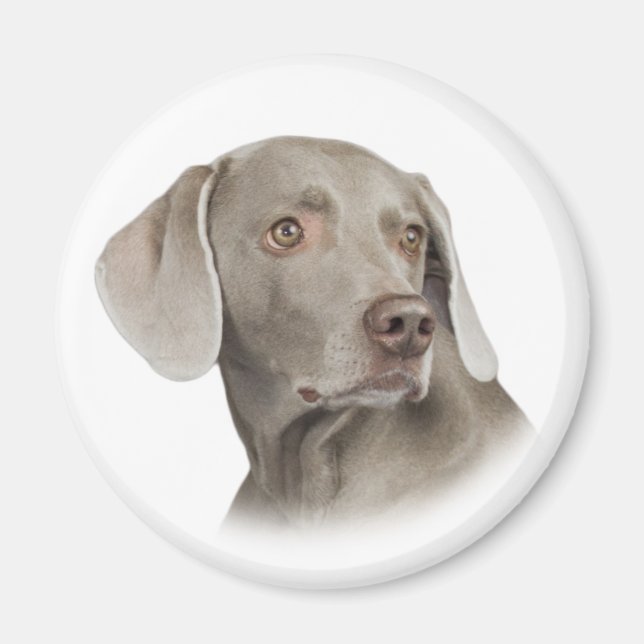 Imã Weimaraner Magnet (Frente)
