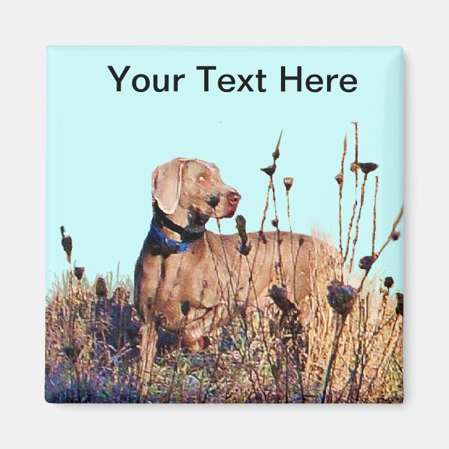 Imã Weimaraner Na Recuperação (Frente)