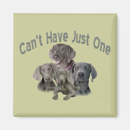 Imã Weimaraner não pode ter apenas um