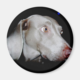 Imã Weimaraner - o fantasma cinzento