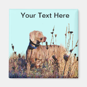 Imã Weimaraner recupera sobre