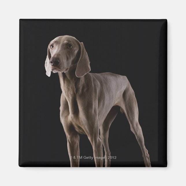 Imã Weimaraner, tiro de estúdio (Frente)