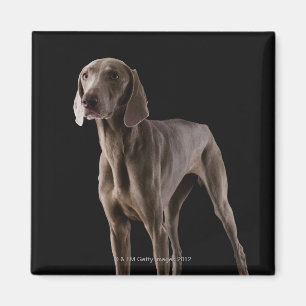 Imã Weimaraner, tiro do estúdio