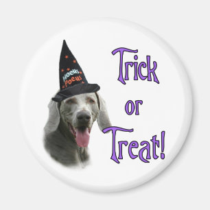 Imã Weimaraner Trick