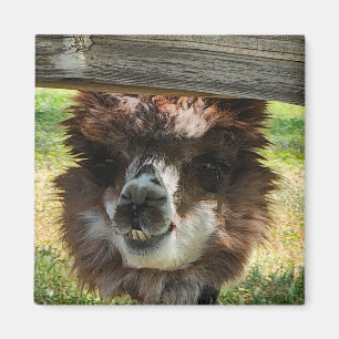 Imã Weird Alpaca