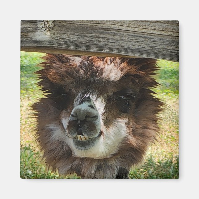 Imã Weird Alpaca (Frente)
