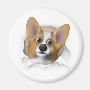 Imã Welsh Corgi 1 Busting Out