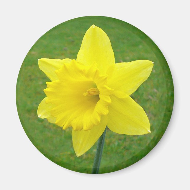 Imã Welsh Daffodil (Frente)
