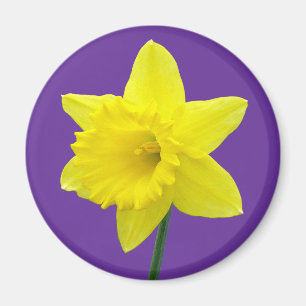 Imã Welsh Daffodil - II